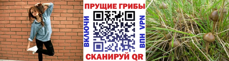 купить наркотики сайты  Джанкой  площадка формула  Псилоцибиновые грибы MAGIC MUSHROOMS 